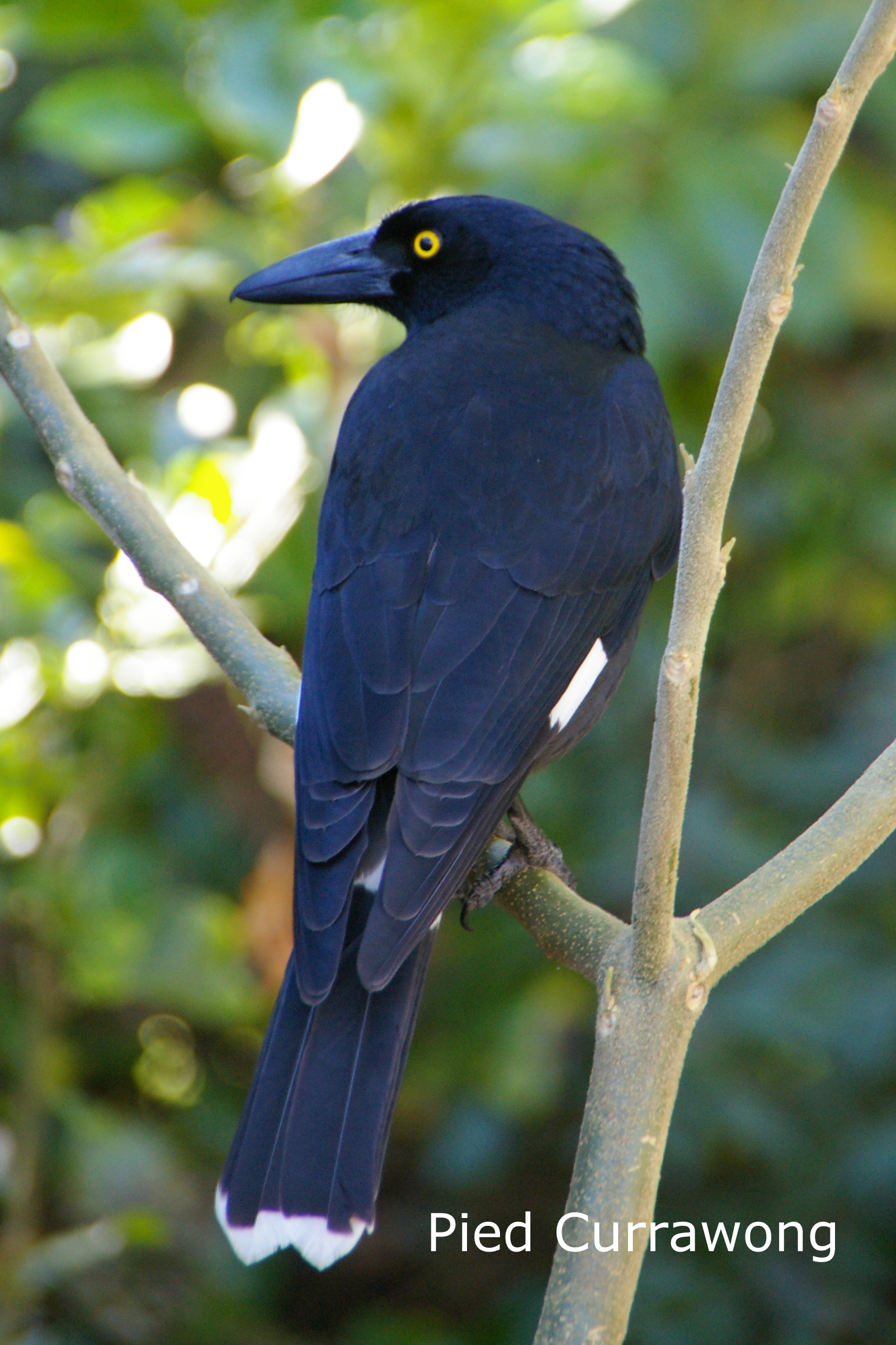 currawong bird